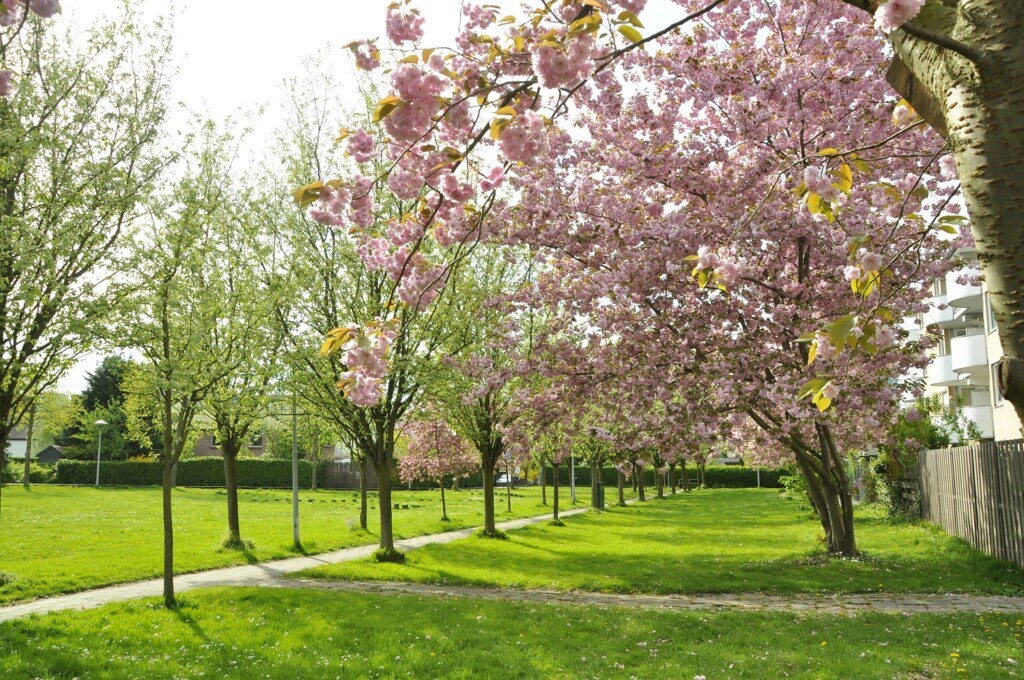 Bomen bloesem in de stad