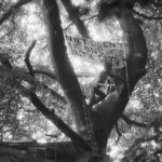 Actievoerder in boom tijdens demonstratie Amelisweerd (1982) - Nationaal Archief