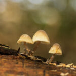 Paddenstoelenwandeling Ridderoordse Bos