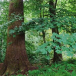 Markiezeneik in Amelisweerd. Foto: Vrienden van Amelisweerds.