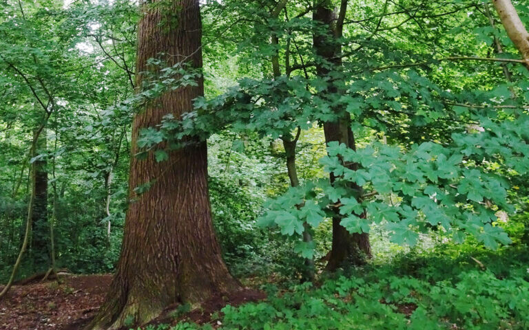 Markiezeneik in Amelisweerd. Foto: Vrienden van Amelisweerds.