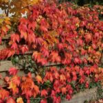 Lezing: Margareth Hop: Klimplanten, sierlijk en functioneel