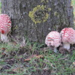 Paddenstoelenwandeling landgoed Sandwijck