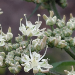 Zoek jij ook mee naar bloeiende planten in de winter?