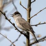 Vroege vogelwandeling 2026
