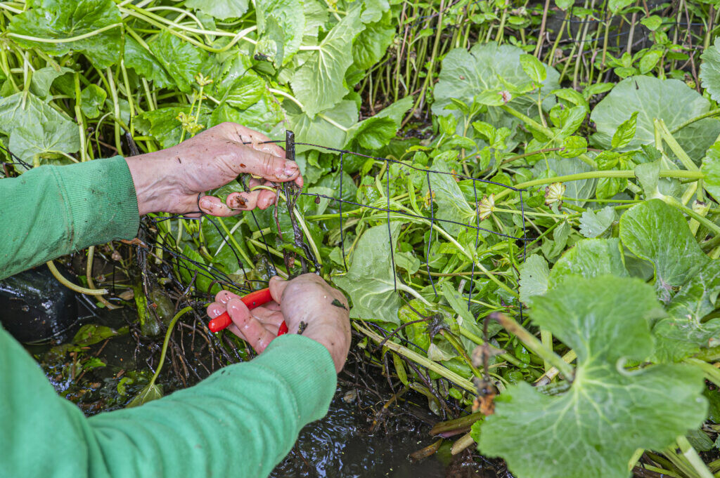 Vergroenen aan en op het water met tuincoach Harmke van Dam. Foto: Harrie van Veen