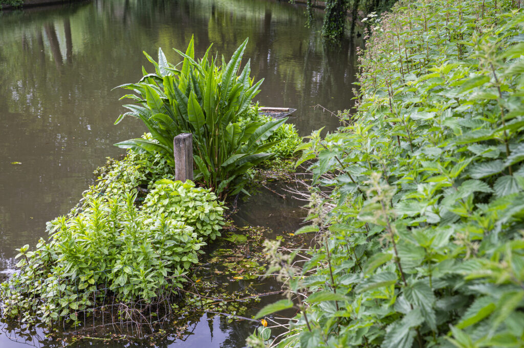 Vergroenen aan en op het water met tuincoach Harmke van Dam. Foto: Harrie van Veen