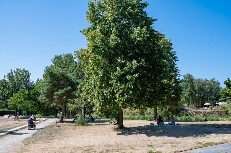 Droogte in het Griftpark, 12 augustus 2026. Foto: Harrie van Veen.