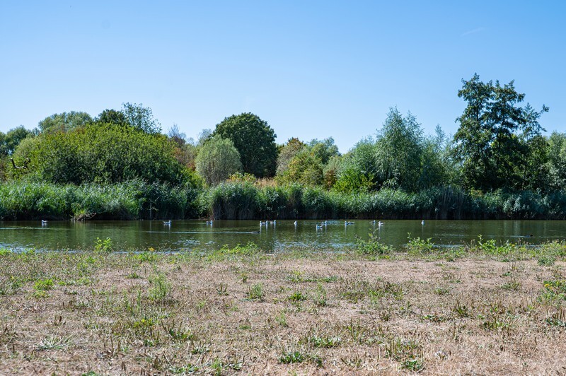 Droogte in het Griftpark, 12 augustus 2026. Foto: Harrie van Veen.