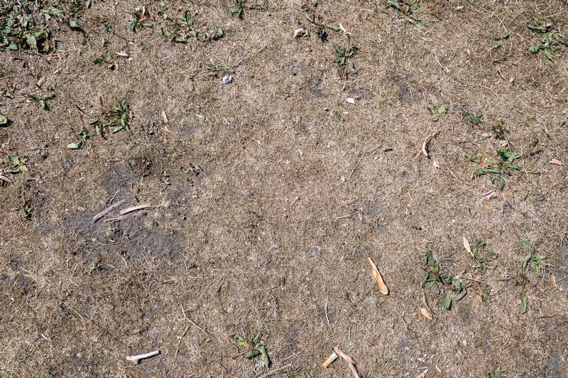 Droogte in het Griftpark, 12 augustus 2026. Foto: Harrie van Veen.